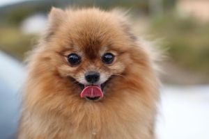 Chiari malformatie-Syringomyelie / CM-SM onderzoek bij de Dwergkeeshond