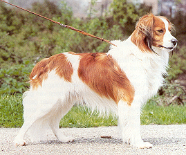 Enquete Polymyositis Kooikerhondje