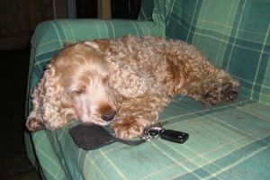 Epilepsie onderzoek bij de hond