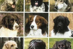 Epilepsie onderzoek bij de Nederlandse rassen
